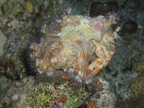 anenome carrier 2.jpg